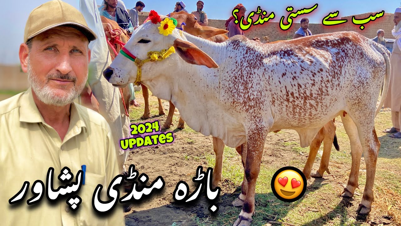 Bara Mandi Peshawar New Updates 10/6/2024 | Eid Ul Azha 2024 Cow Mandi | Khyber Social Tv