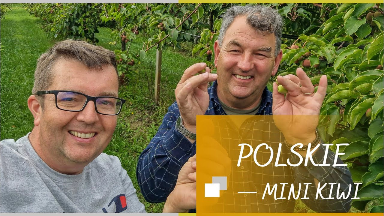 Polskie mini kiwi. Niezwykle zdrowe i jakie smaczne!