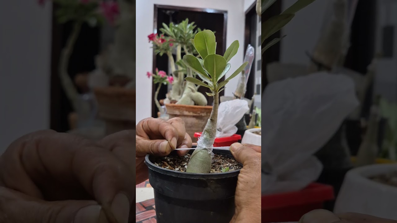 Grafting Failed #adenium #shorts #viral