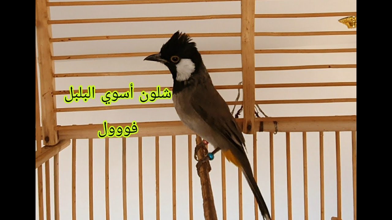 شلون ترجع البلبل أليف أذا توحش أو أنترك ؟