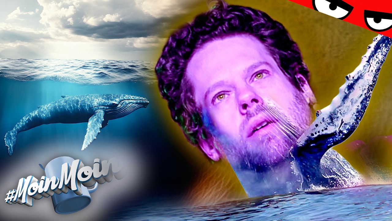 WAL GESTRANDET! Florentin begleitet die Rettung LIVE! | MoinMoin