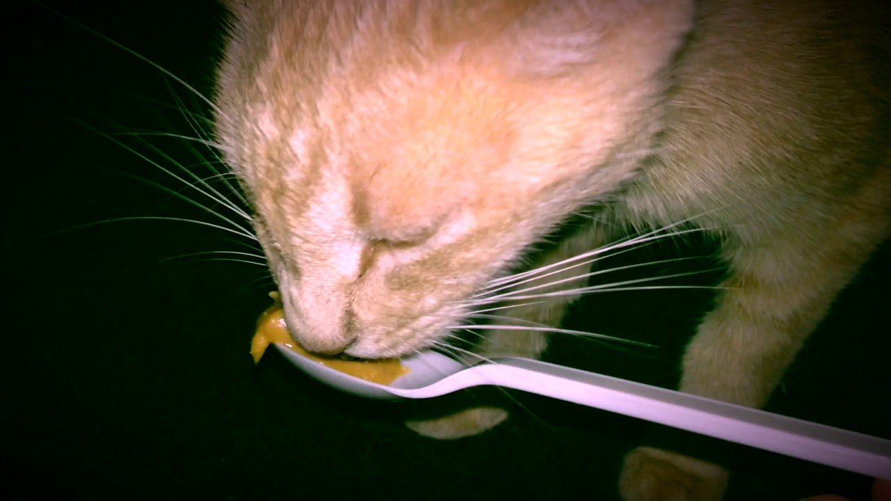 Asmr #1 Cat Eat Peanut Butter