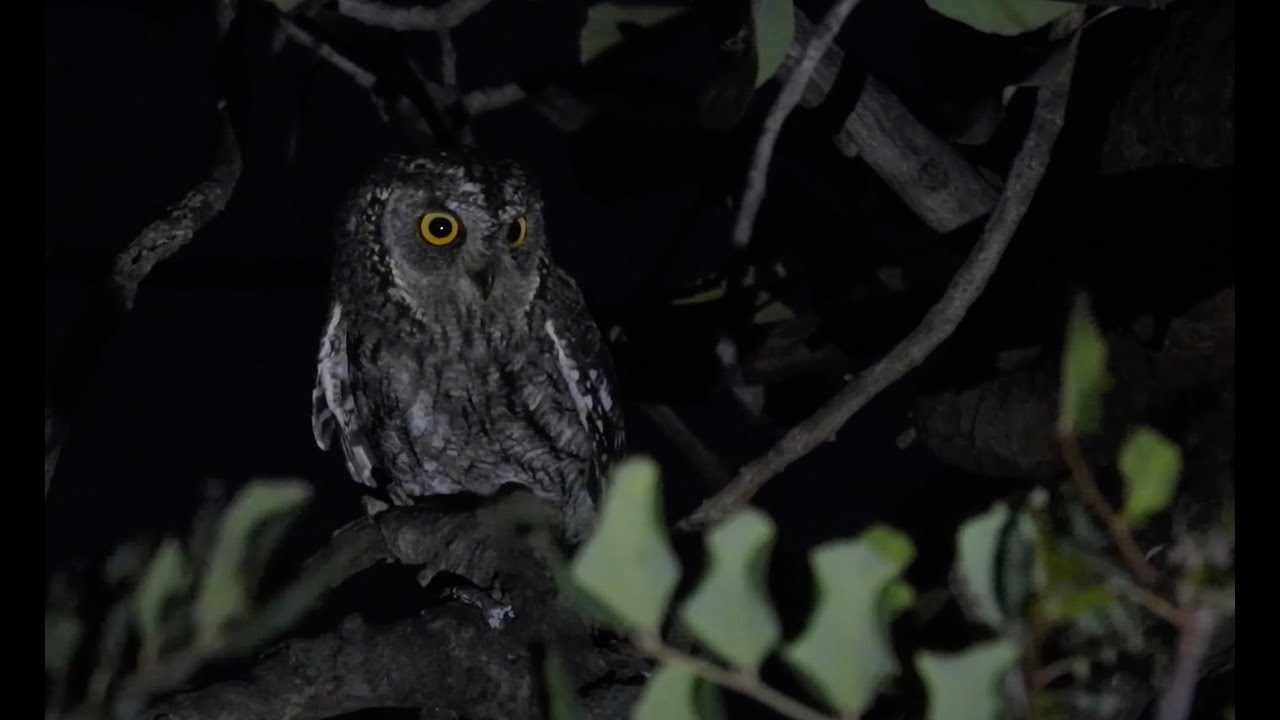 Birding Cyprus