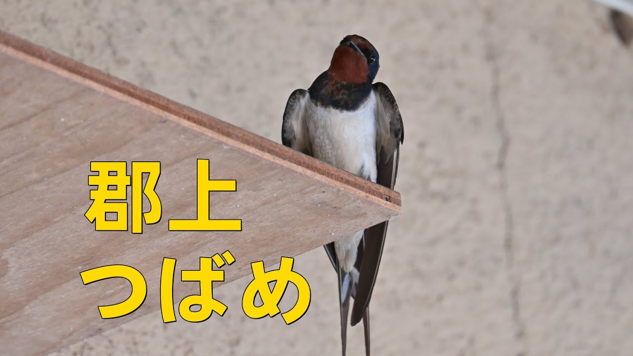 郡上で出会った鳥