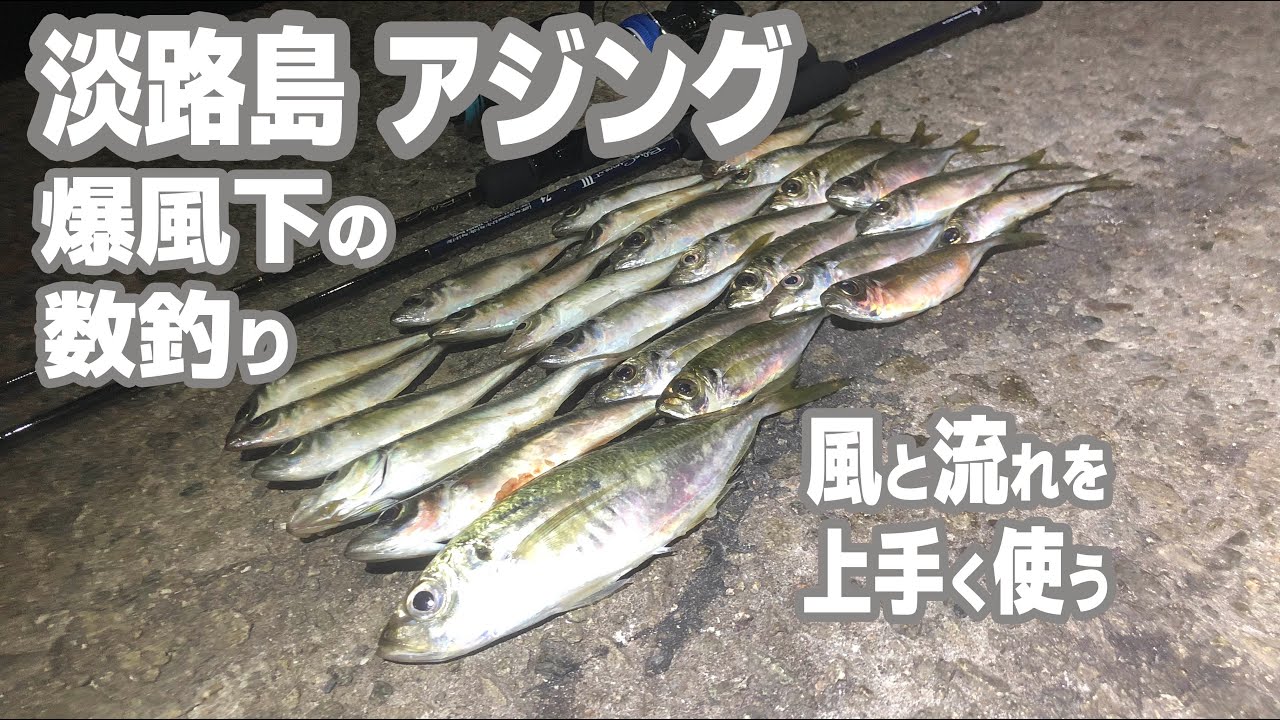 【淡路島 アジング】爆風と激流に翻弄されながら数釣りする