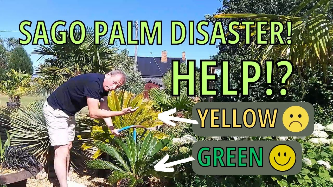 Katastrofa roślinna! POMOCY! Sago Palm ż&oacute;łknie