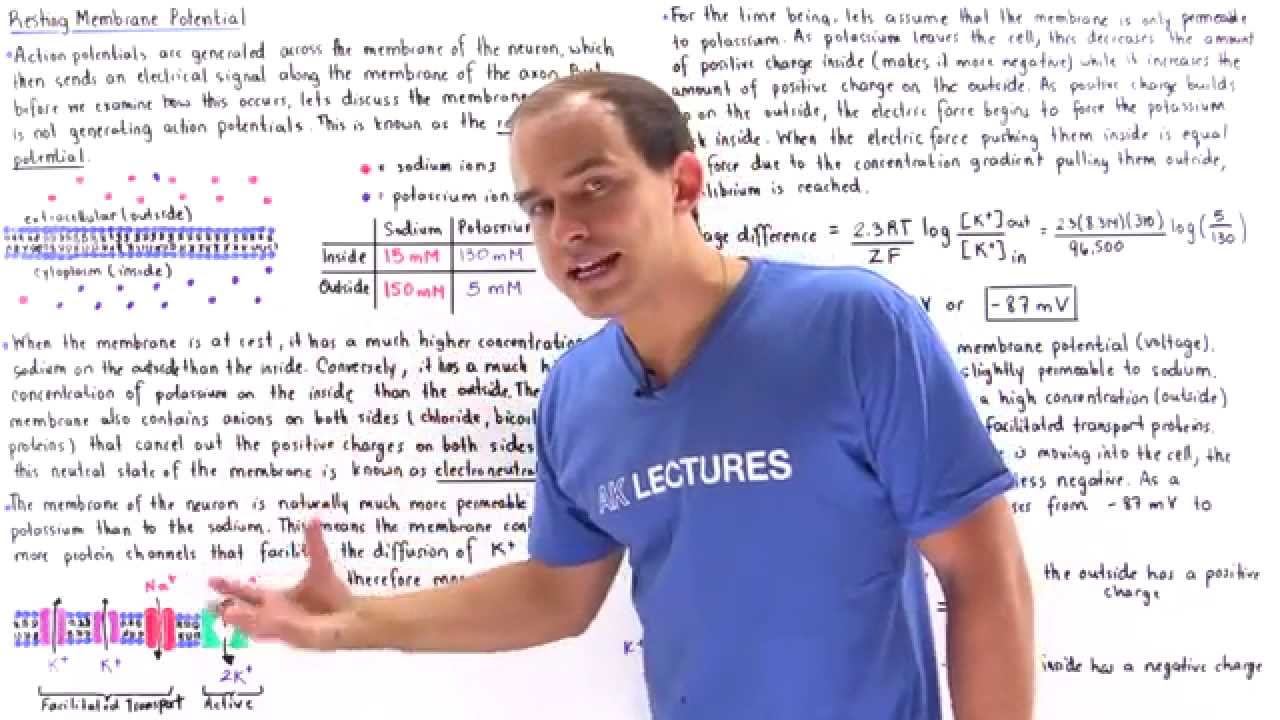 Resting Membrane Potential of Neuron