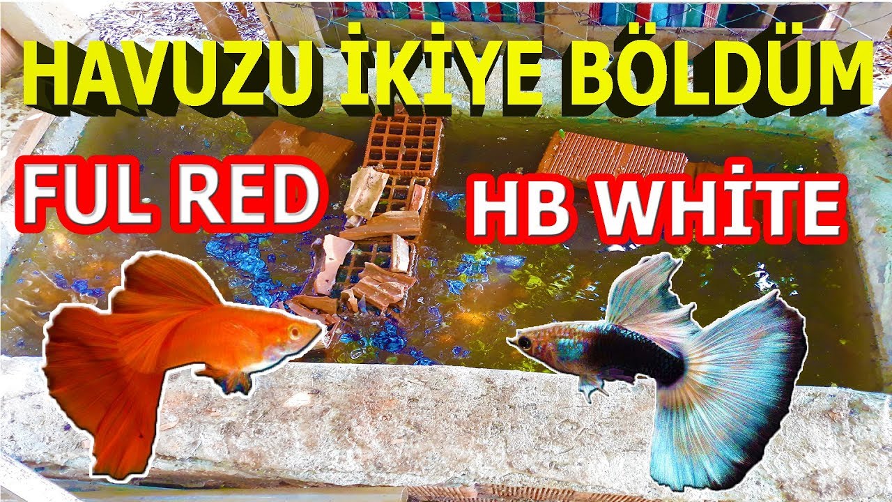 HAVUZU İKİYE BÖLDÜM - hb white - albino ful red - canlı doğuran akvaryumu - lepistes