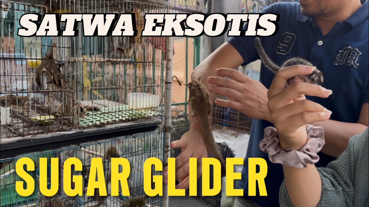 HEWAN EKSOTIS & LUCU ADA DI SINI! NEMU SUGAR GLIDER #jatinegara #satwaeksotik #enjoyjakarta