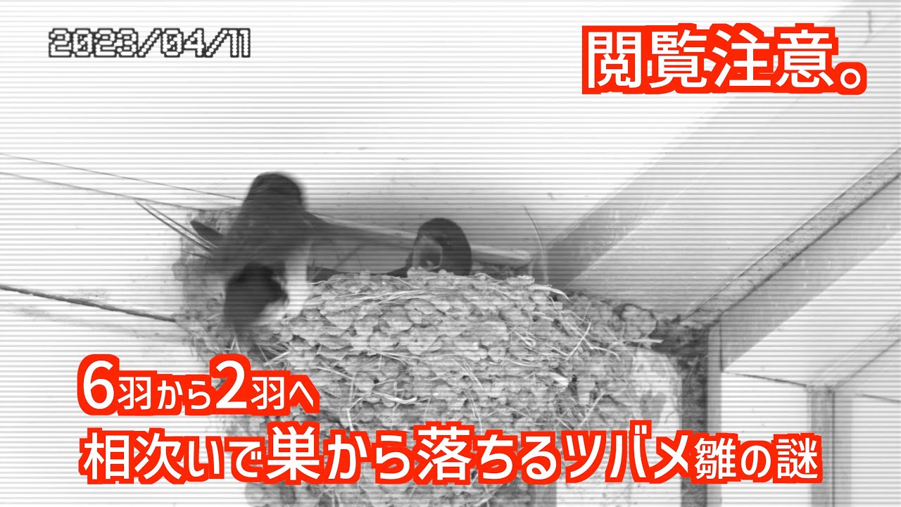 【一部閲覧注意】次々に巣から落ちるツバメ雛とその理由とは？ツバメ観察2023年ショート版