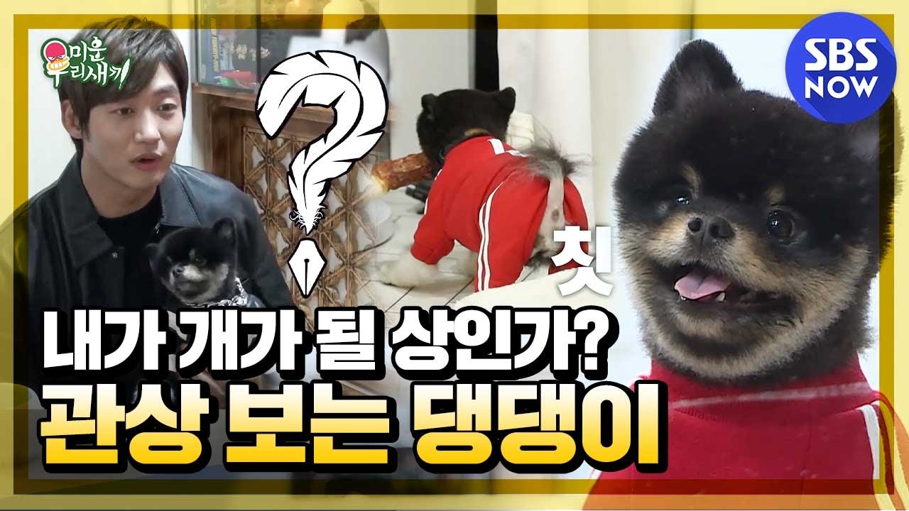 [미운 우리 새끼] 스페셜 '개가 관상을!? 이태성 댕댕이의 개관상' / 'My Little Old Boy' Special | SBS NOW
