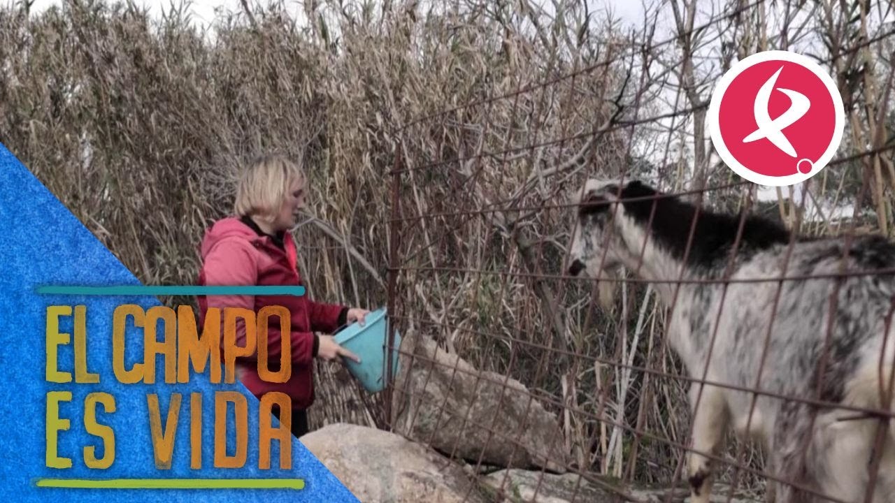 Hay un macho escapista en la explotación de Verónica | El campo es vida