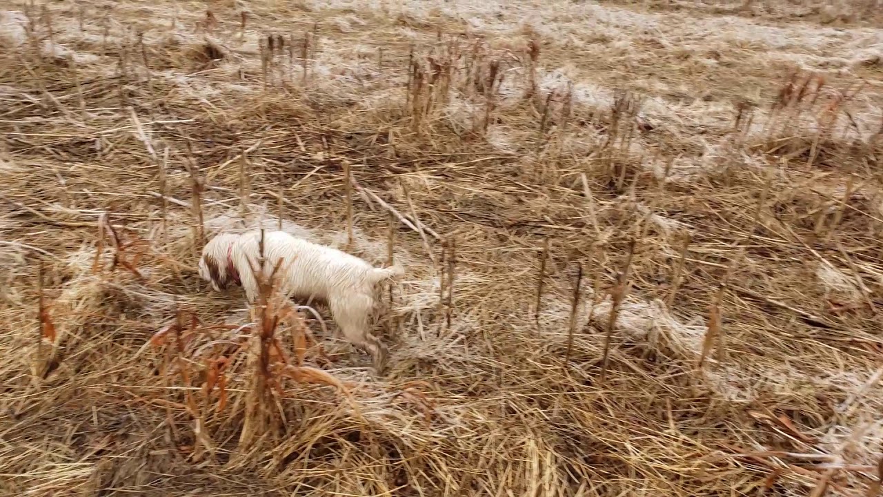 Clumber Spaniel - Bird Hunting with my 2 Clumber Pups
