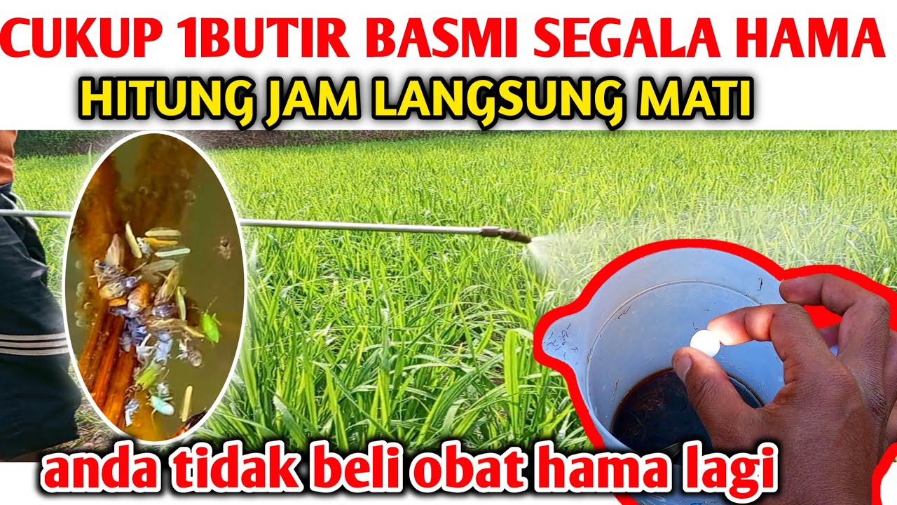 Mengejutkan Hanya Satu butir Bisa Mengatasi Hama penggerek batang padi dengan Hitungan jam