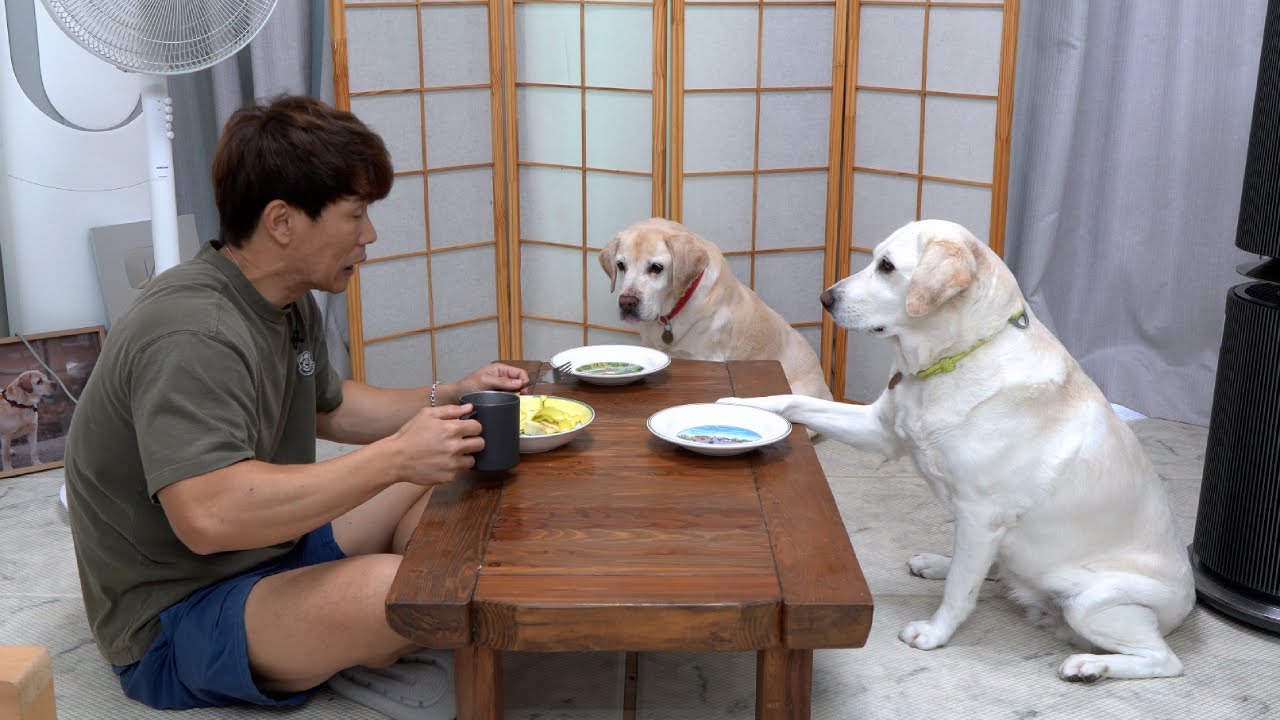 그냥 동물인 줄만 알았던 리트리버가 순간 사람처럼 보인 이유