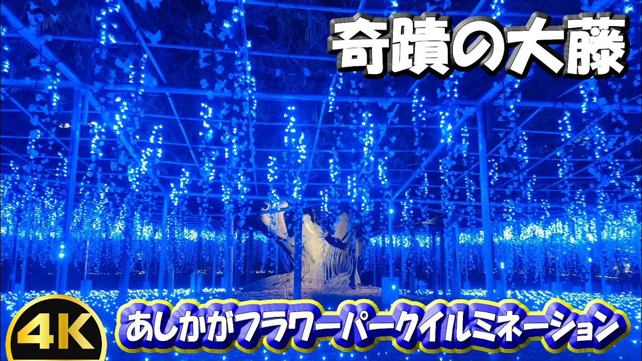 奇蹟の大藤【あしかがフラワーパークイルミネーション2025の参考に】 樹齢160年におよぶ600畳敷きの藤棚　#美しい #足利フラワーパーク #イルミネーション