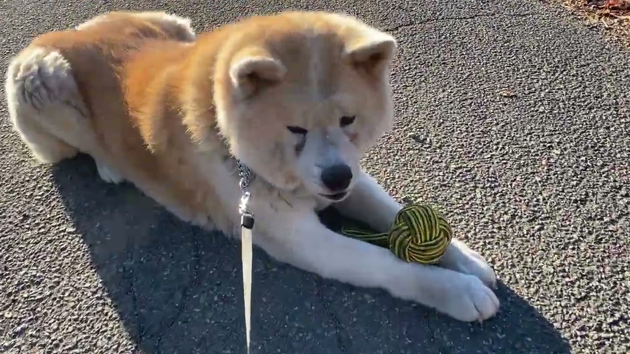 秋田犬 たろさんぽ 其の三百三十一　おとしだま