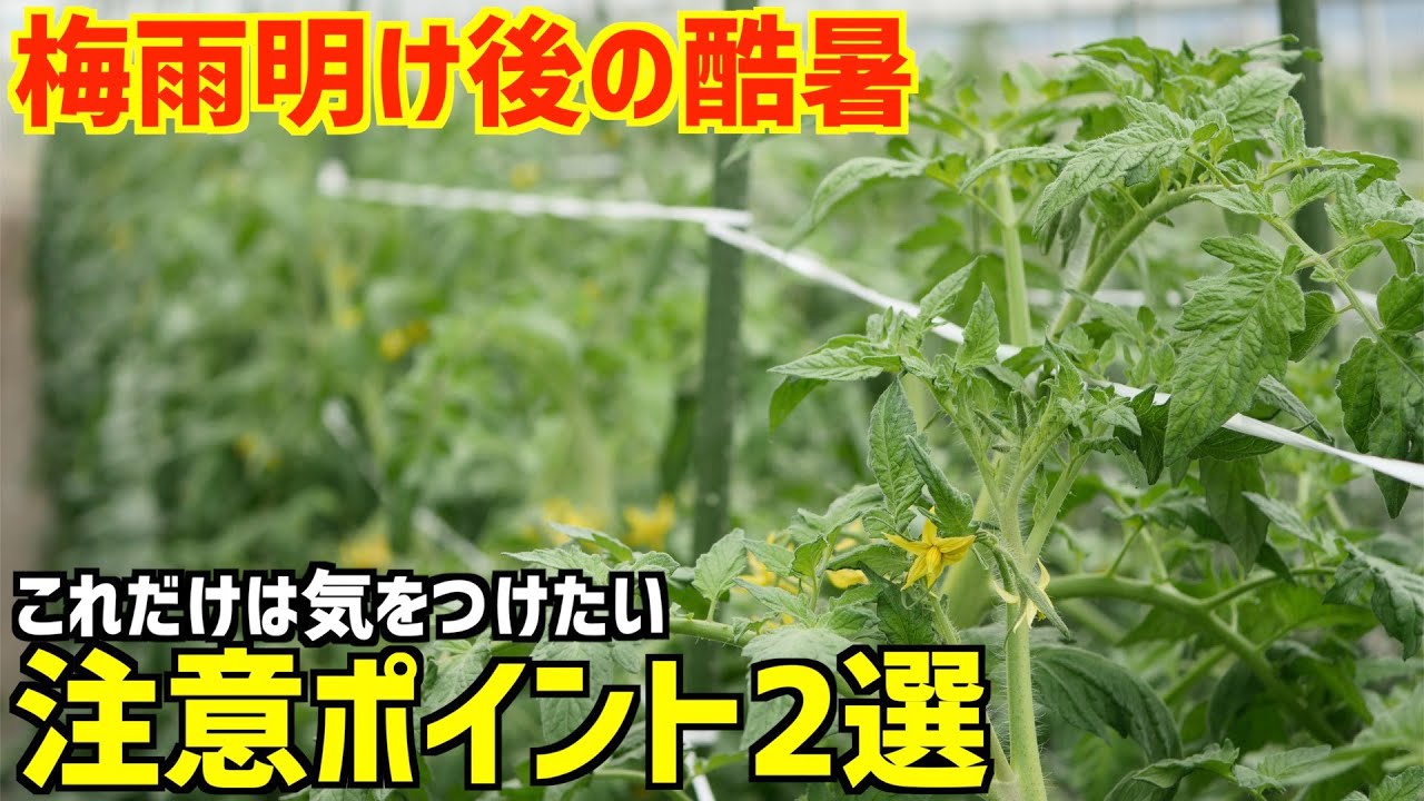 トマトにいきなりの酷暑はキツい！曇天続きからの直射日光で気をつけたいポイント2選