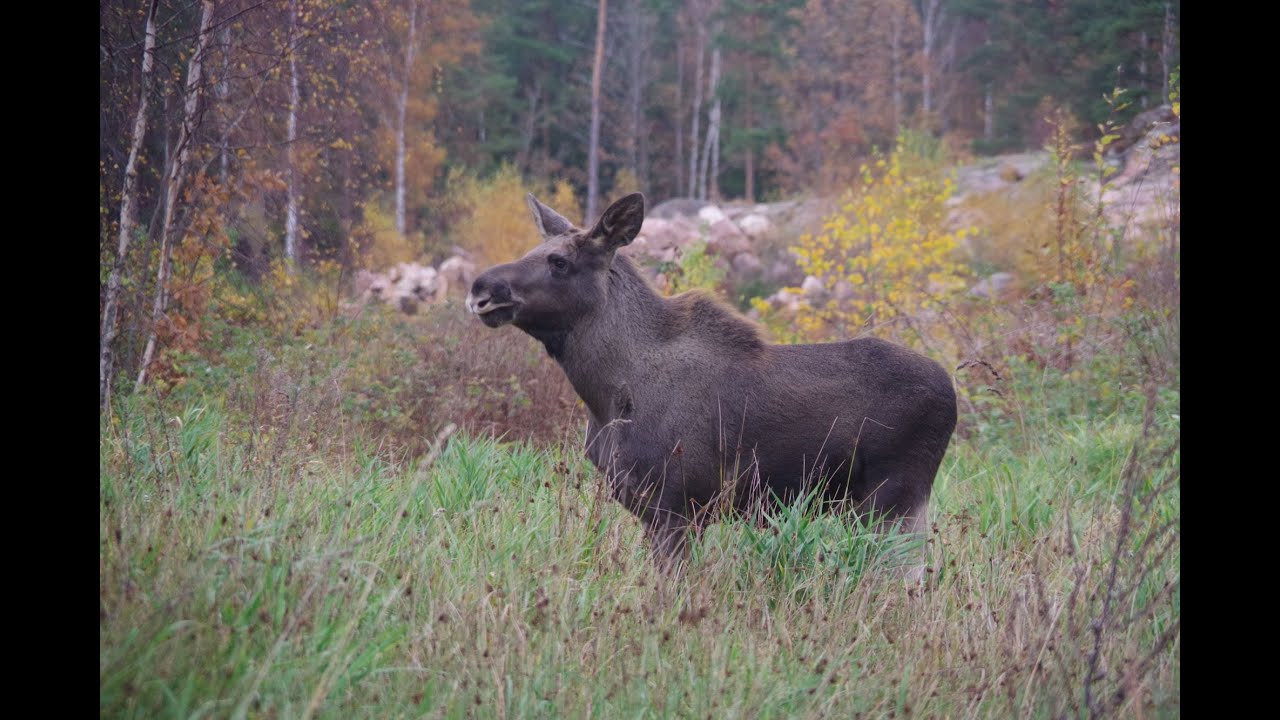 Torsö im Vänern