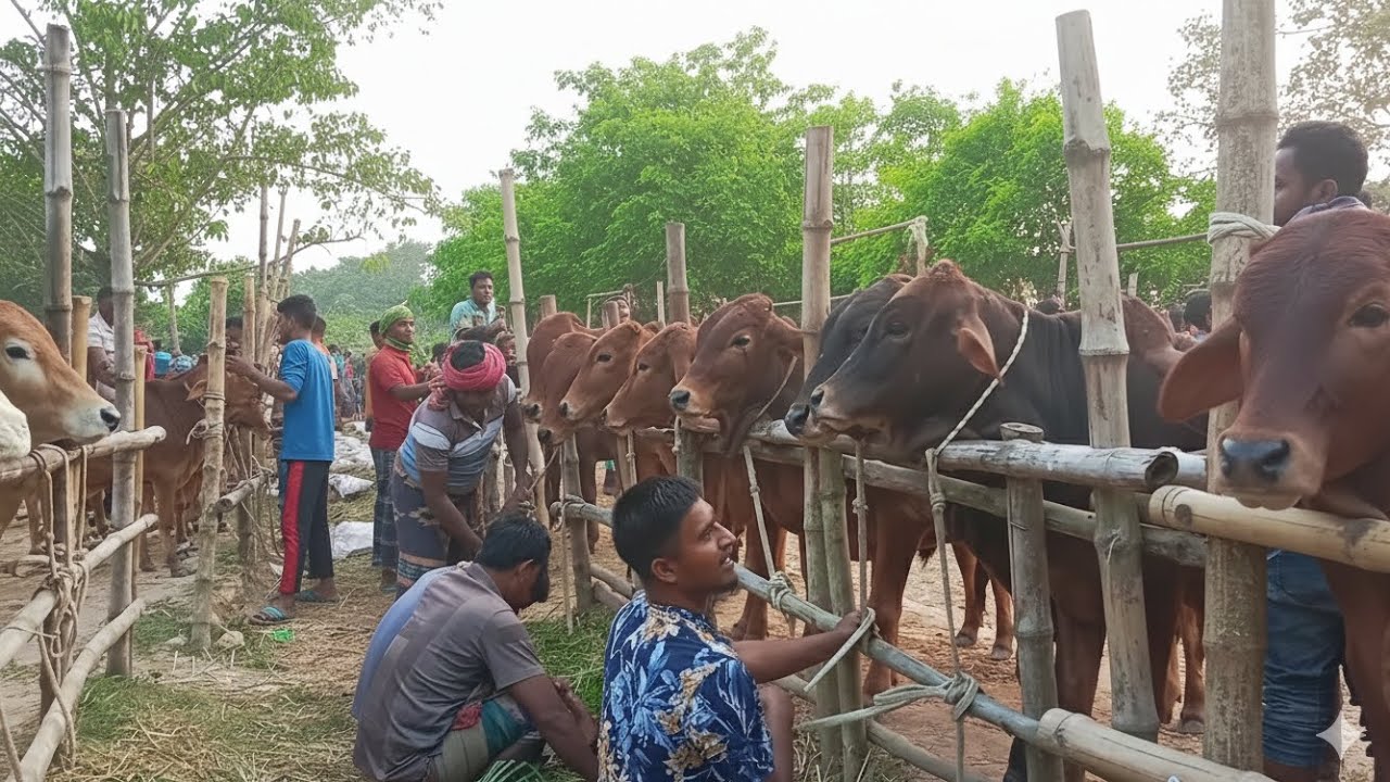 সরাসরি গরুর হাট থেকে – কোন গরু কত টাকায় বিক্রি হচ্ছে দেখুন!