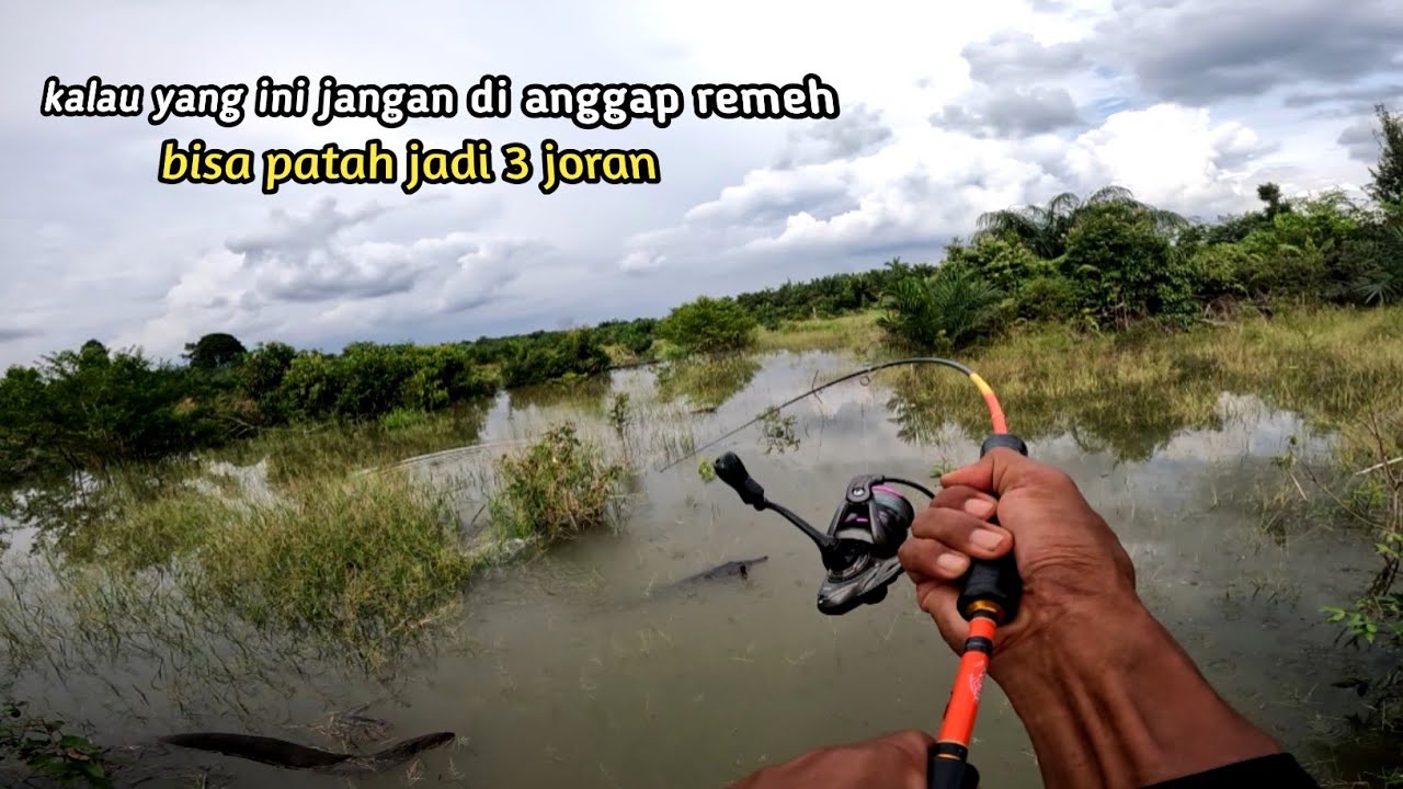 Mancing !! Ketika air mulai naik banyak ikan predator keluar dari sarangnya 