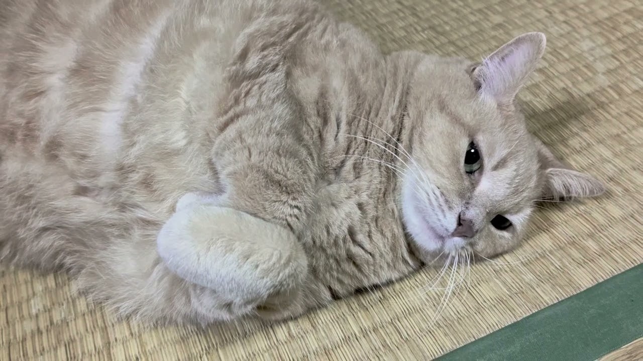 みーちゃんのほっこりな日常2273