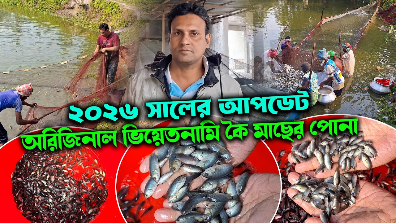 ২০২৬ সালের আপডেট অরিজিনাল ভিয়েতনামি কৈ মাছের পোনা কিনুন সরাসরি হ্যাচারি থেকে