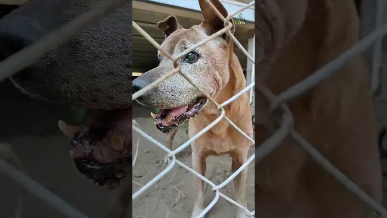Сейчас мы находимся в приюте для собак Voice Of Animals Foundation - Eleflix.