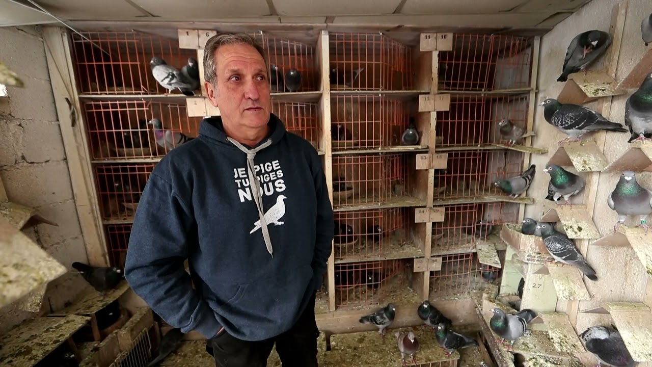 Pau : Philippe Guilhem-Pourqué nous parle de ses pigeons voyageurs