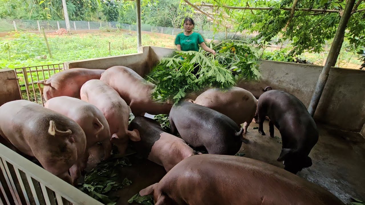 Feeding pigs this type of leaf regularly will help them prevent worms and grow faster. ( Ep 295 ).