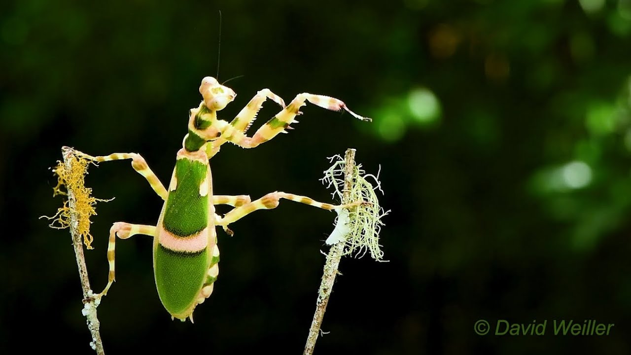 Could This Boxer Mantis Win a Fight Against?