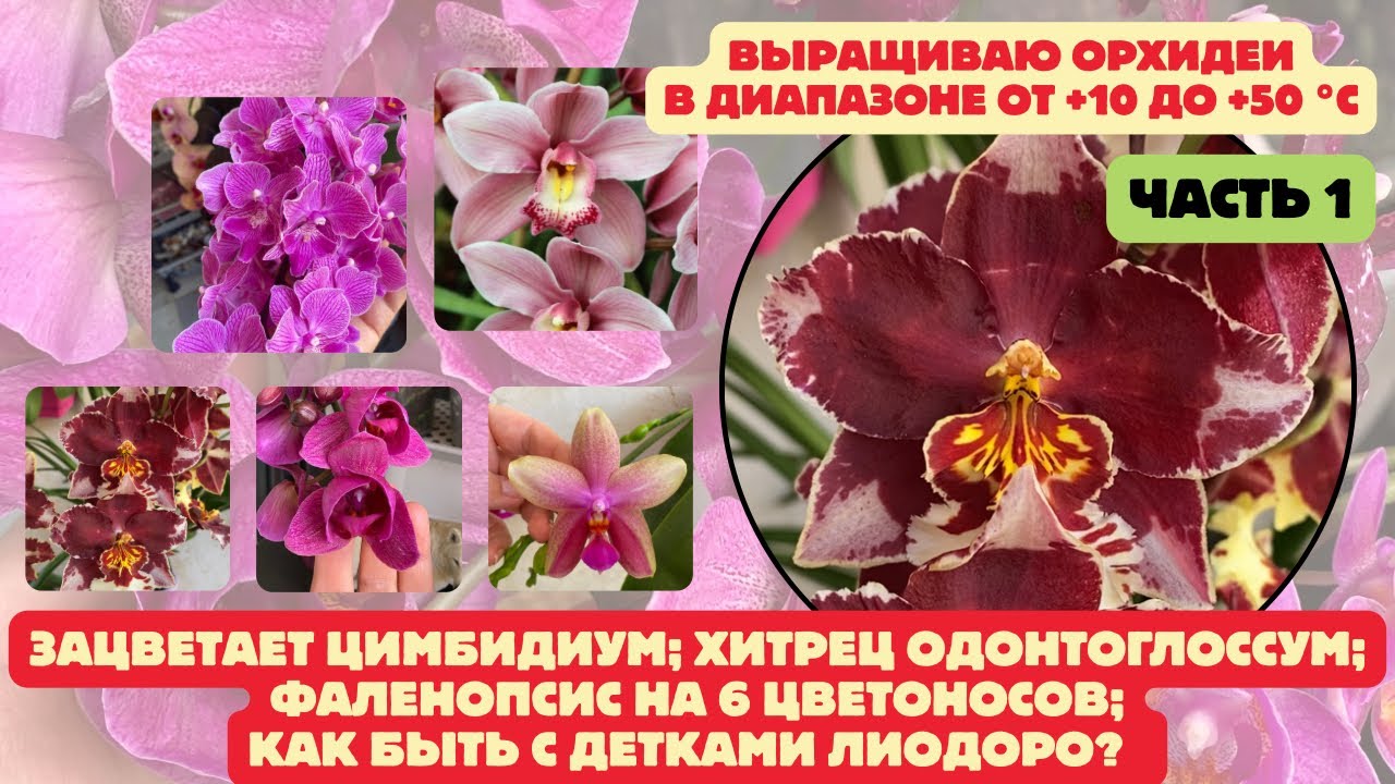 Орхидеи в экстремальных условиях 🌷Цимбидиум удивил 😍 Зацветет ли Одонтоглоссум?