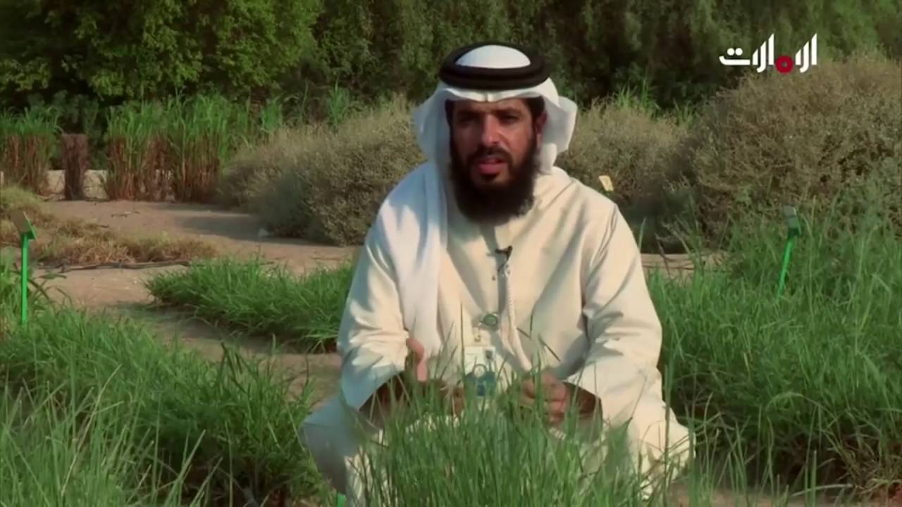 خير بلادي - استبدال نبات الرودس