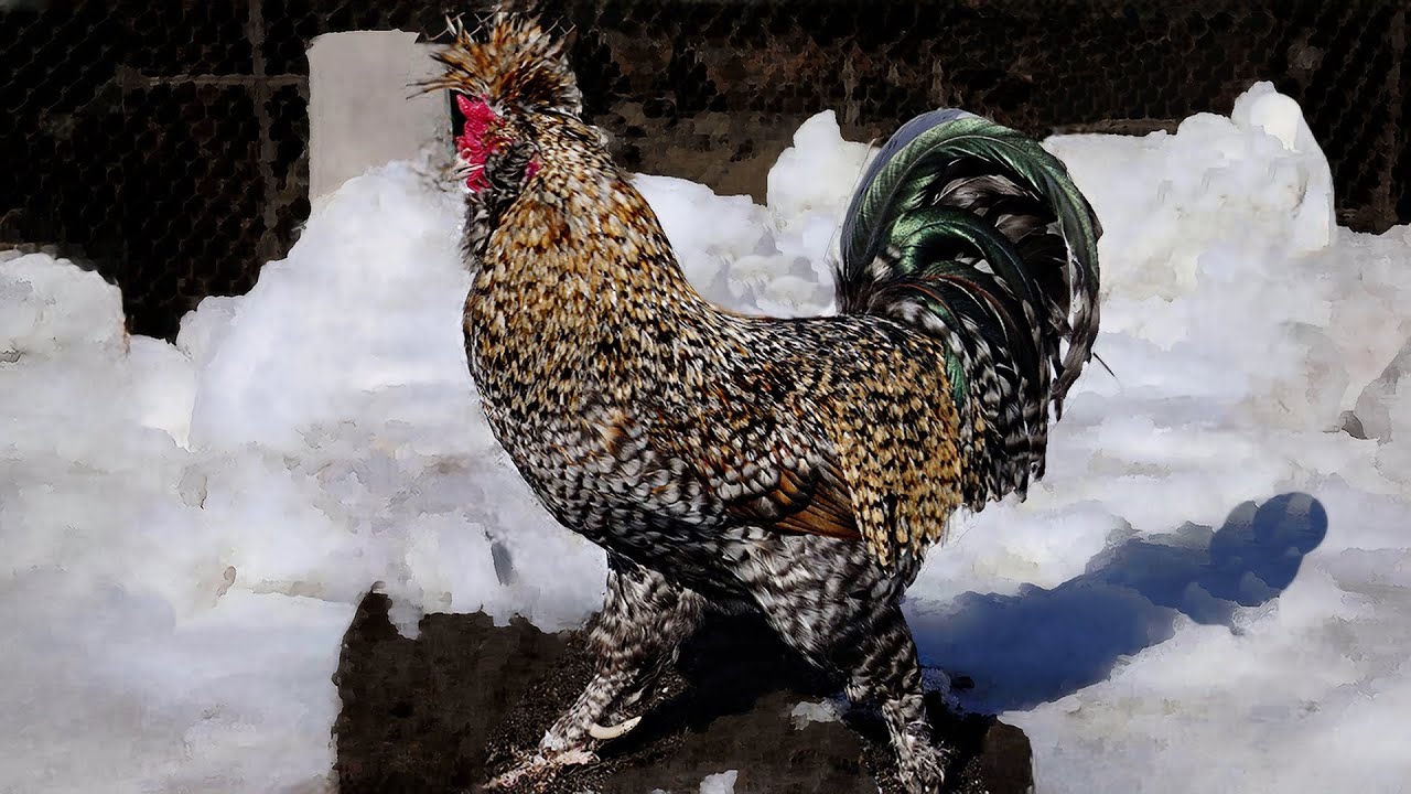 #Сибирская_мохноножка Siberian_fawl #chickens Алтайская #Бентамка #куры #bantam Куропатчатая_брама