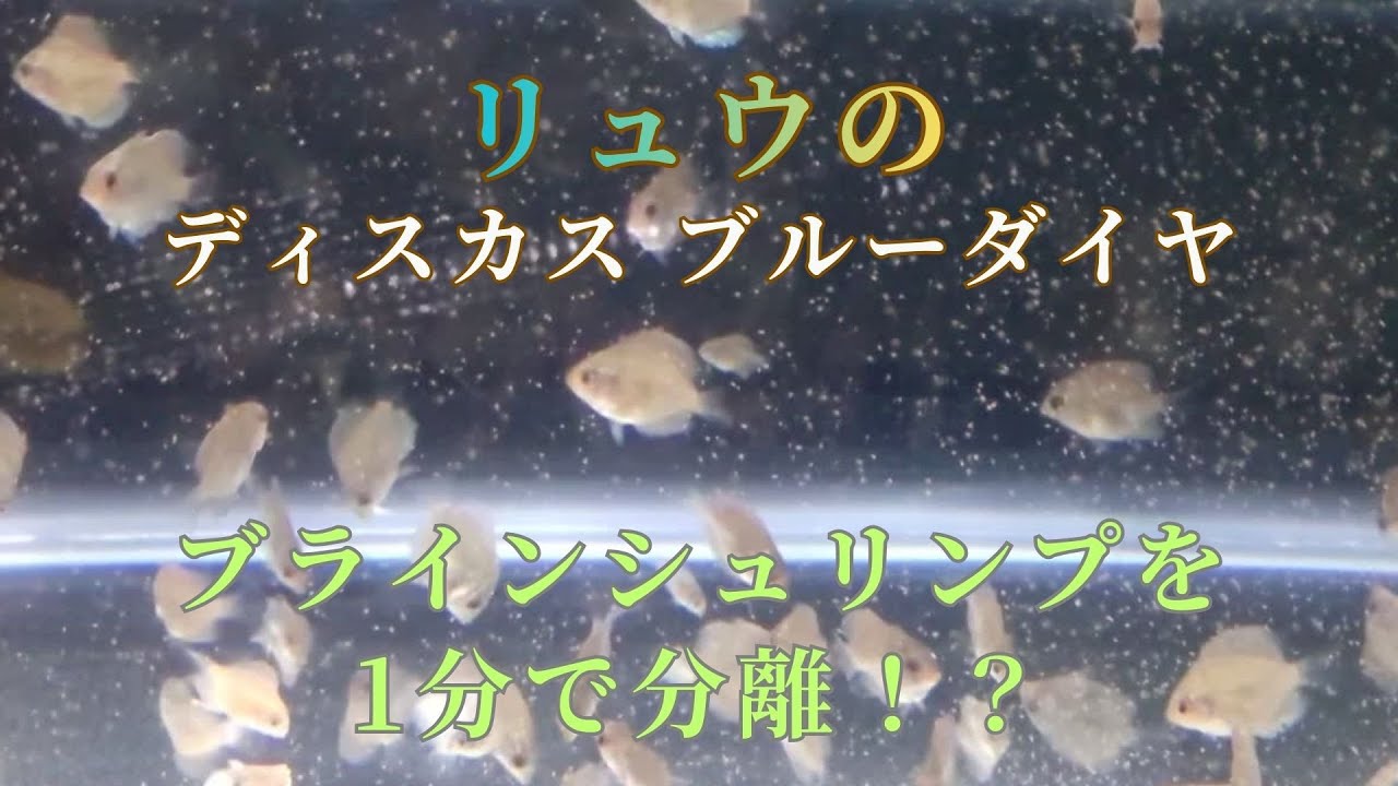 【48】ネットで簡単1分！ブライン シュリンプ分離器