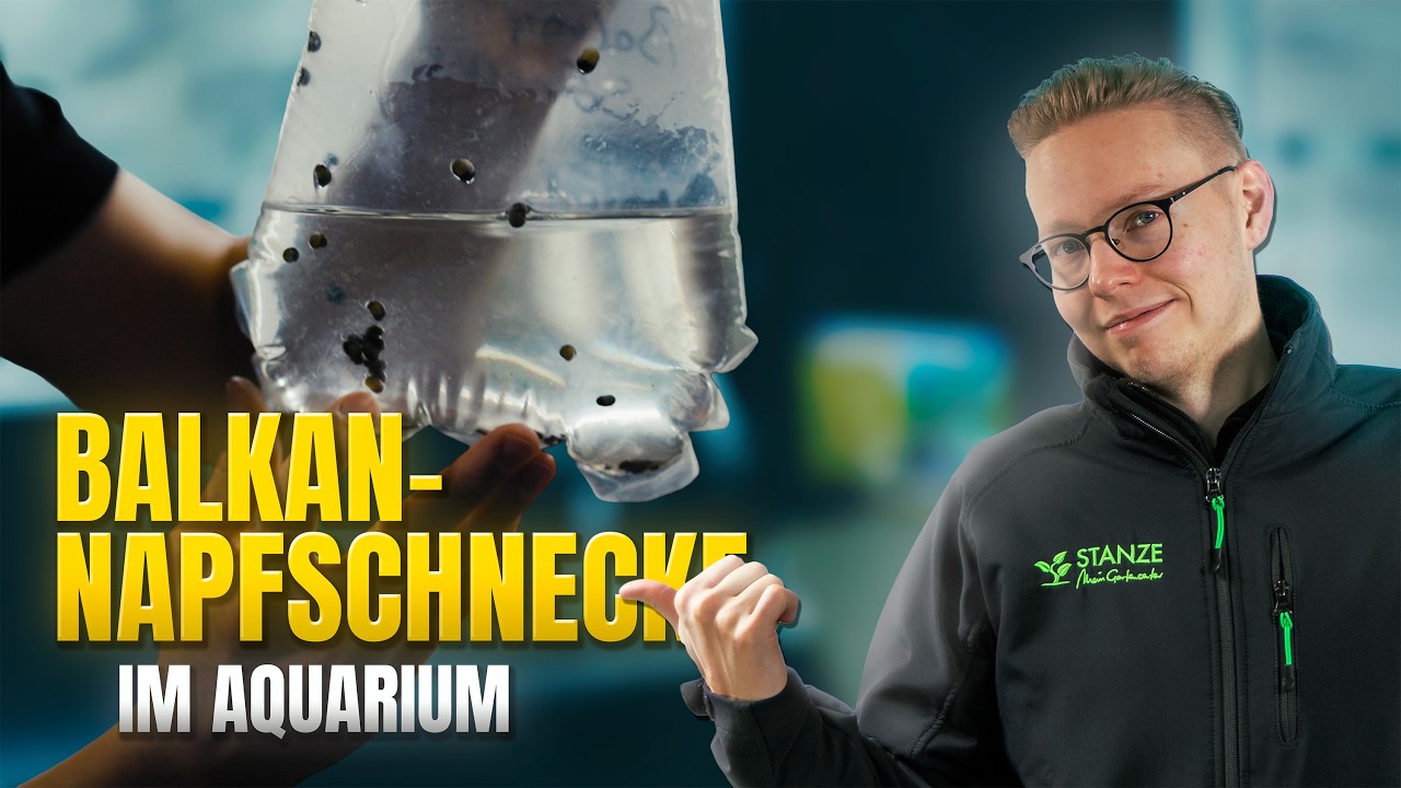 HIGHLIGHT im Schneckenbereich: die Balkan-Napfschnecke