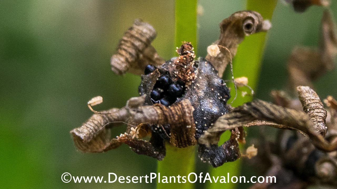 How to Harvest seeds from a Venus Flytrap plant - Dionaea muscipula