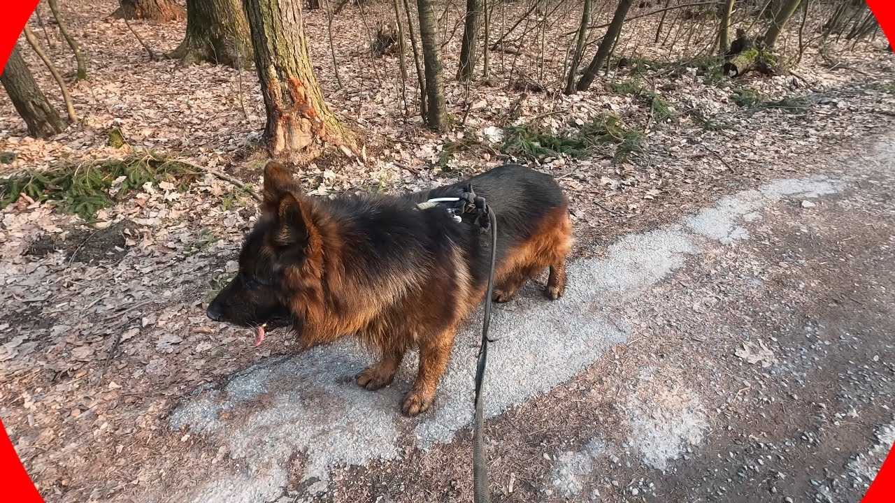 Major, Owczarek Niemiecki, na codziennym patrolu