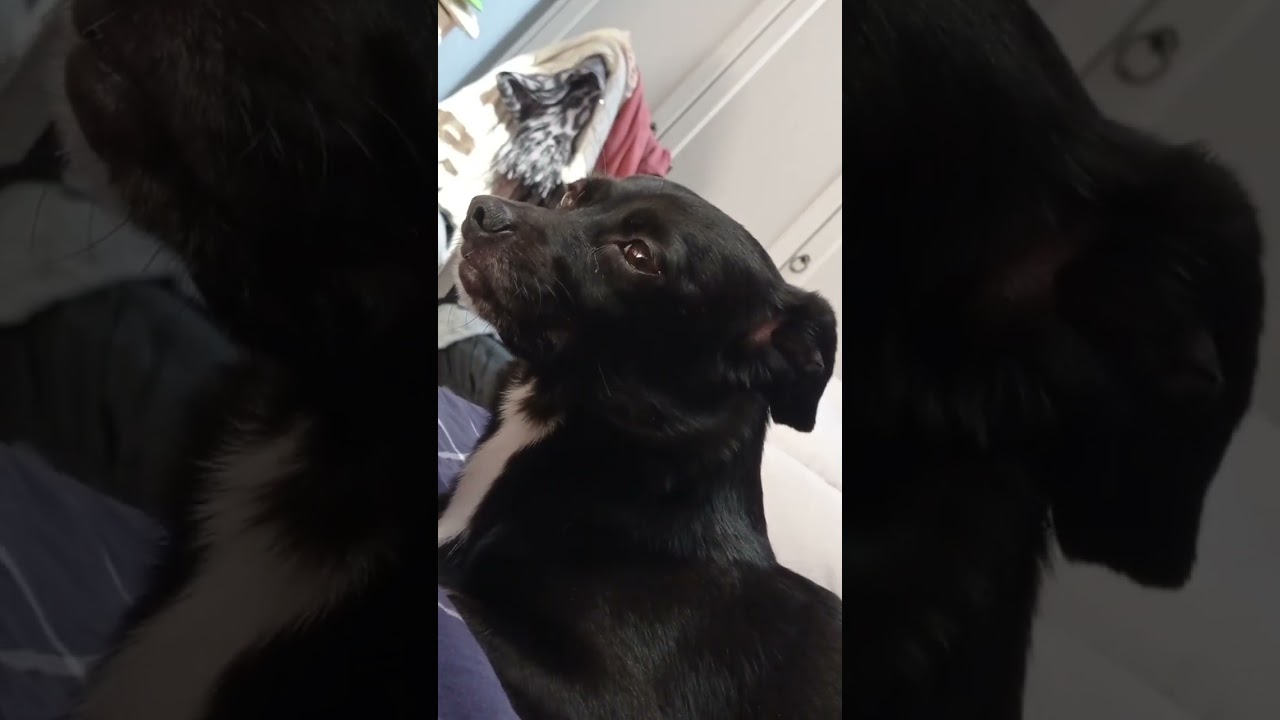 #puppy
