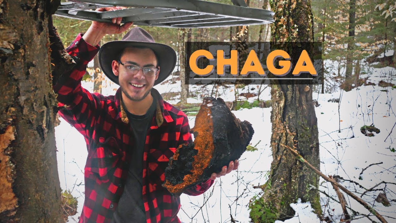 Top 10 Misconceptions About Chaga