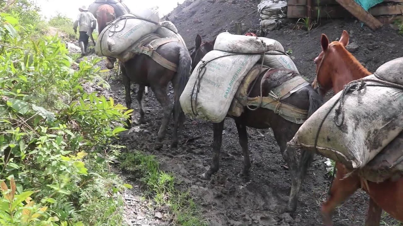 Arriería, un oficio que persiste a pesar del paso del tiempo - Teleantioquia Noticias