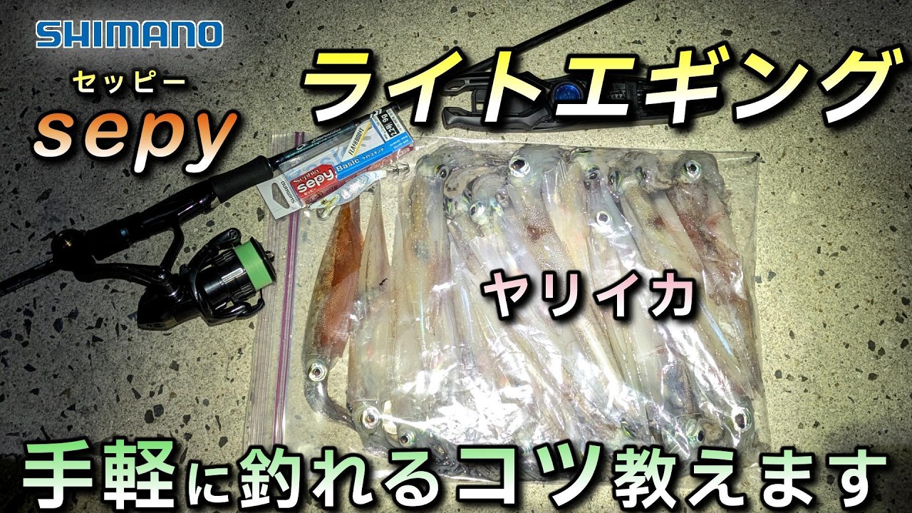 【ヤリイカ連発】堤防からお手軽にライトエギングでヤリイカを釣るコツを教えます、セッピーは最高の使用感でした