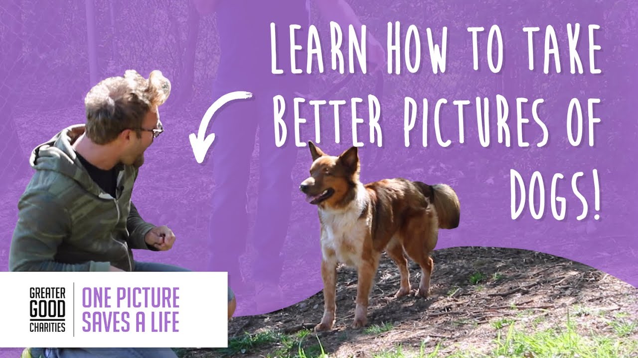 One Picture Saves a Life | Taking Positive Adoption Photos of Shelter Dogs