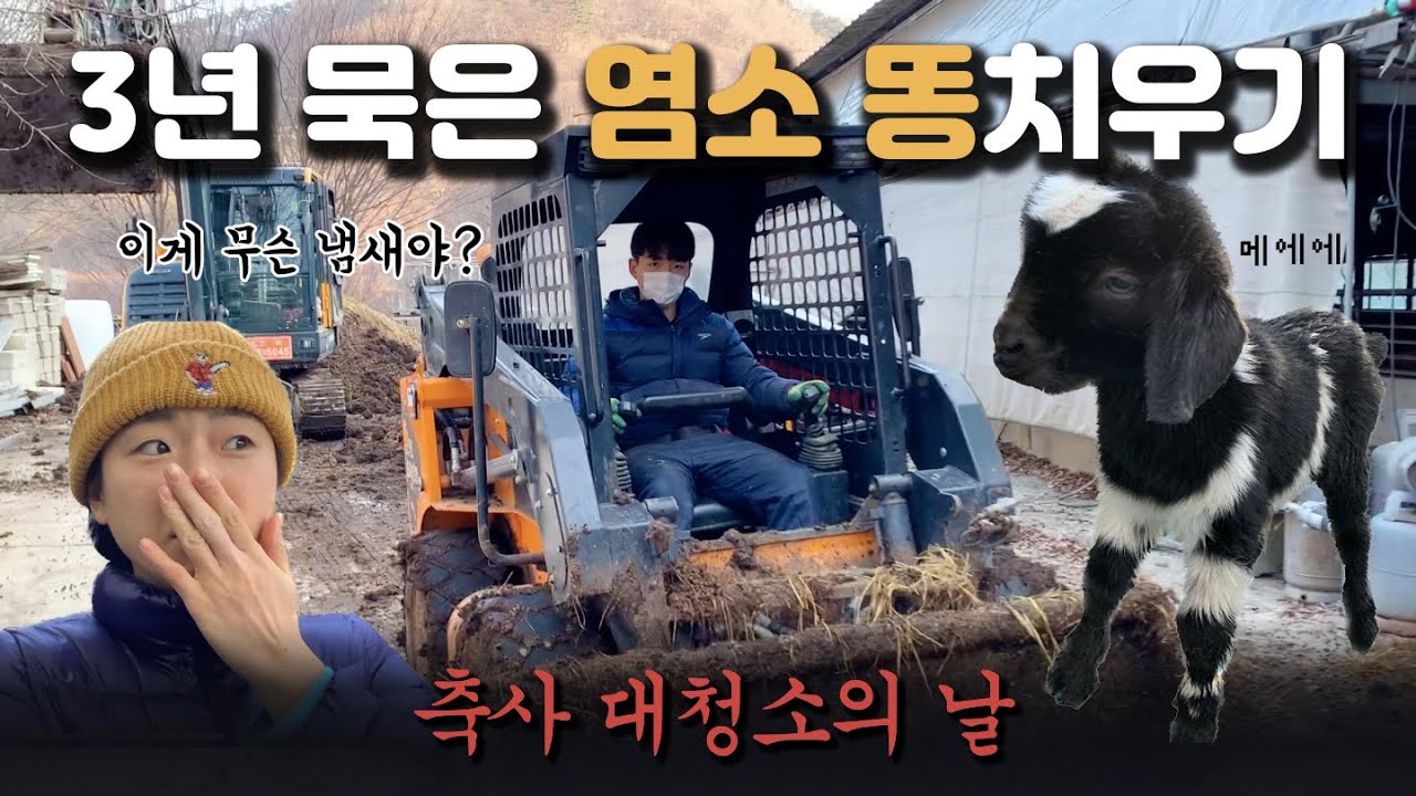 3년 묵은 염소농장 똥치우기 대작전💩 | 축사 대청소의 날 with 스키로더 | 시골생활 브이로그