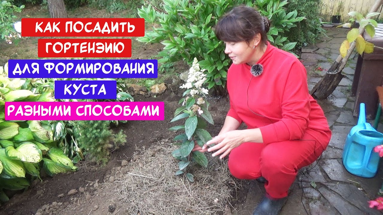 Посадка и пересадка гортензии разными способами. Для формирования широкого куста или деревца.