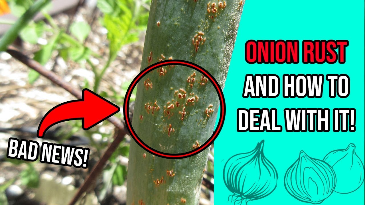 Onion Rust and How to Deal With It
