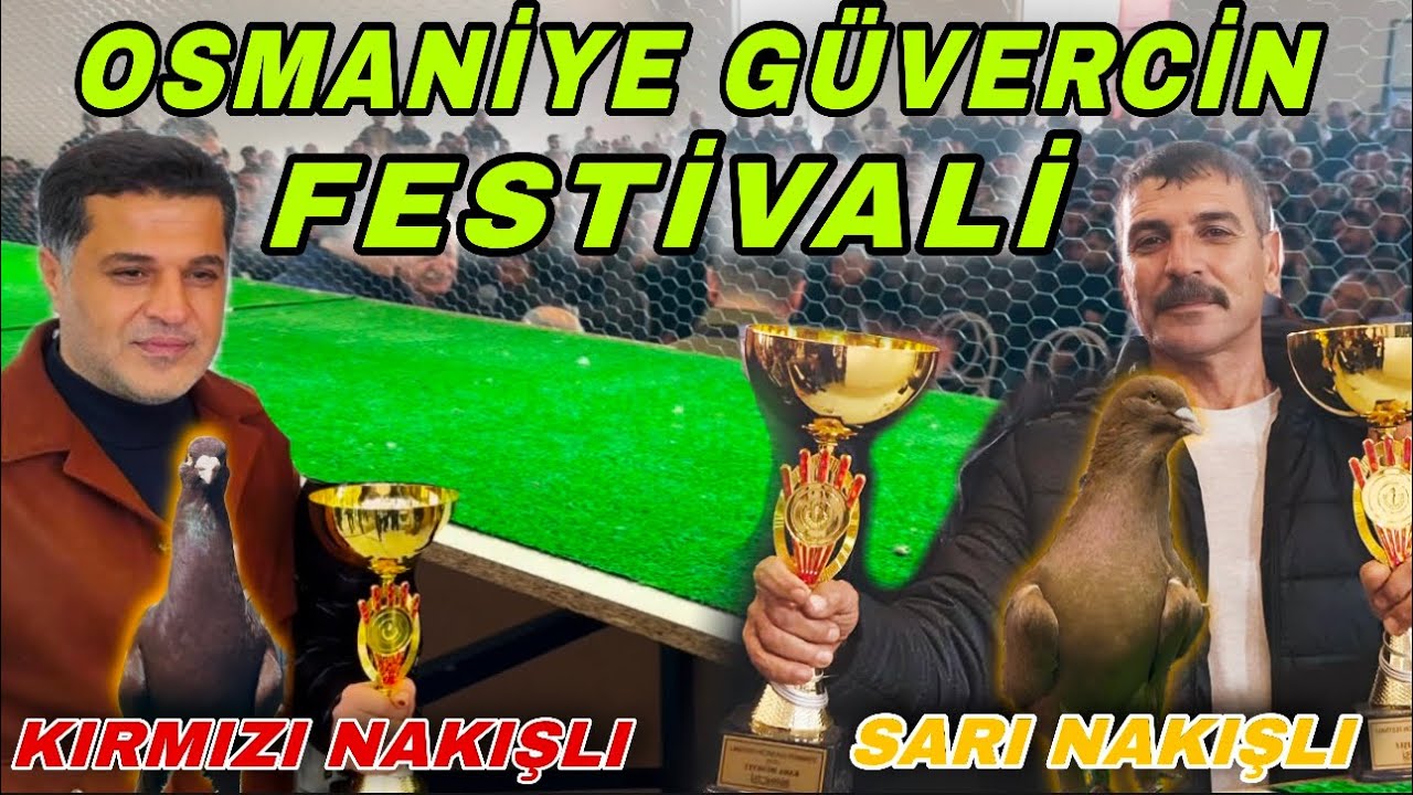 OSMANİYE FİLO G&Uuml;VERCİN FESTİVALİ B&Ouml;L&Uuml;M 1 (SARI NAKIŞLI VE KIRMIZI NAKIŞLI ŞAMPİYONLARI)