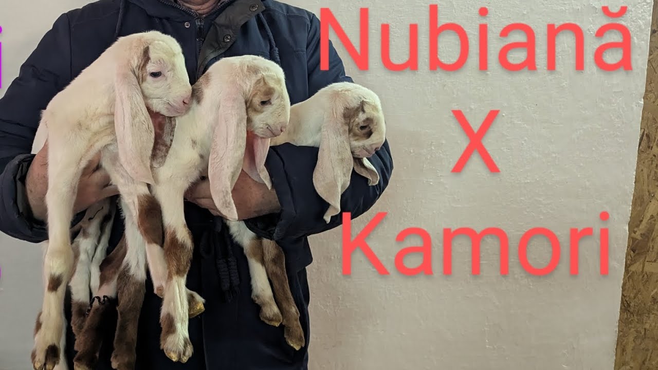 Start noului sezon 2025, primii iezi Nubiene X Kamori