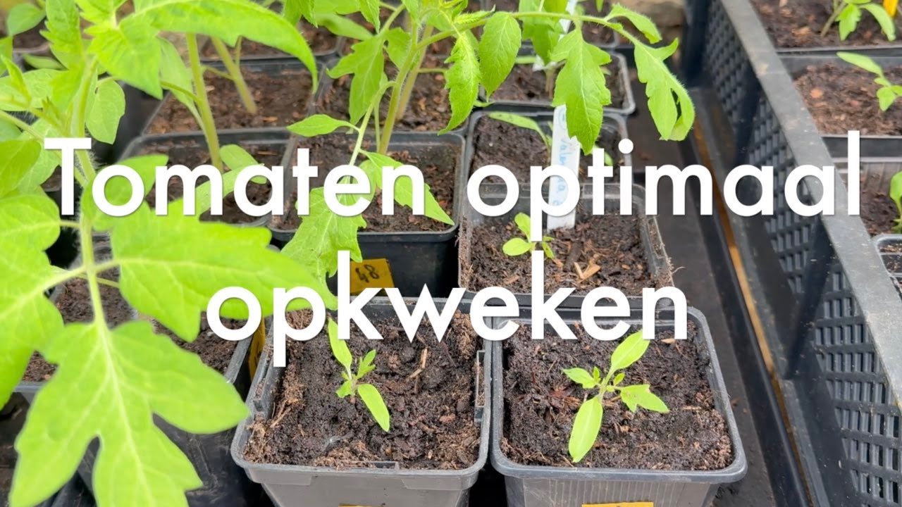 Ini's Moestuin #230 - Tomaten optimaal opkweken, knolselderij verspenen, brandnetelgier maken.