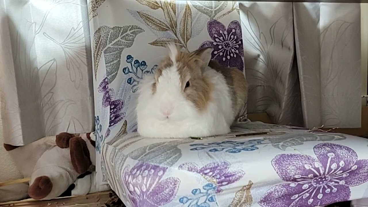 Is this the fluffiest bunny loaf of Tokyo? #mofu #bunny #rabbit #cute #viralvideo #かわいい #可愛い #ふわふわ 